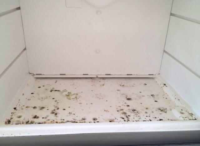 Mold in the fridge