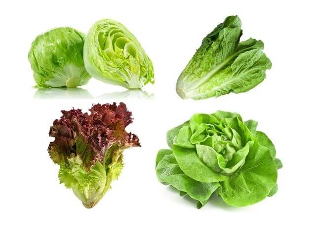 Different types of lettuce