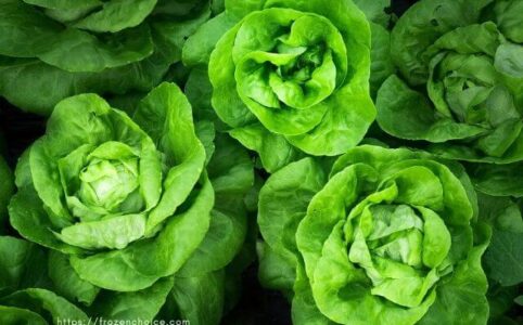 How to freeze lettuce