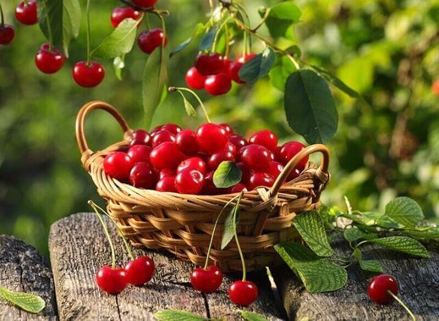 Cherries are known as summer flavors