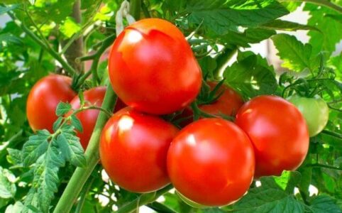 How do you freeze fresh tomatoes