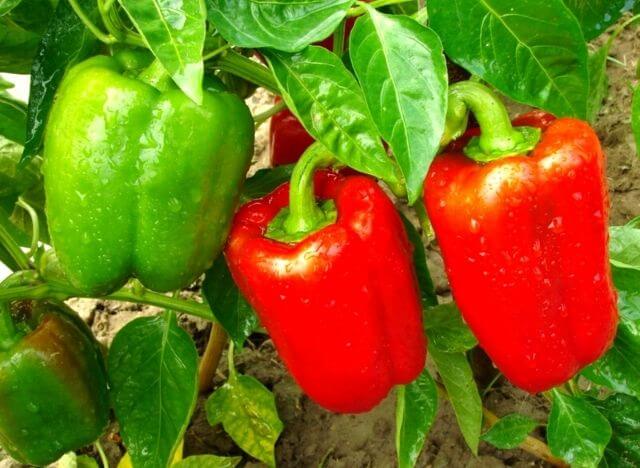 Red peppers have most nutrition