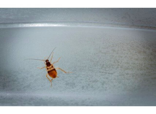 Roach can get inside a fridge