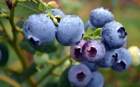 How to freeze blueberries for smoothies