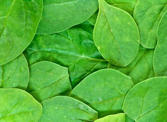Smooth-Leaf Spinach